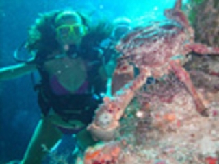 Vida marina